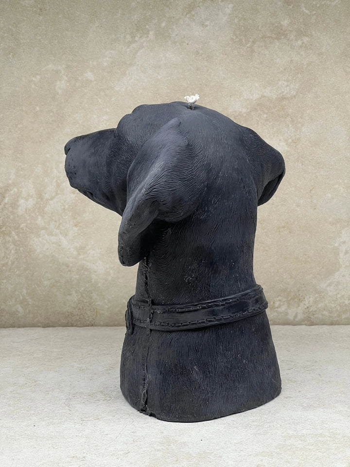 Dachshund - Tuckersfx